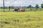 Ứng phó bão số 5: Huế đã thu hoạch 1.800ha lúa
