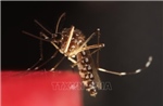 Mỹ đình chỉ lưu hành vaccine Ixchiq phòng virus chikungunya