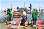 Ngành hàng cá tra hướng đến tăng trưởng bền vững