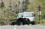 Nhật Bản: Nguy cơ xảy ra nhiều vụ gấu tấn công hơn 