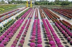 Trồng hoa trên giàn - Nét đặc trưng ở Làng hoa Sa Đéc