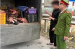 Phú Thọ: Phát hiện ô tô chở 1,2 tấn sản phẩm động vật không bảo đảm vệ sinh thú y