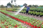 Vụ rau, hoa phục vụ Tết vào giai đoạn 'nước rút'