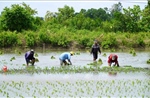 Mô hình lúa - tôm đạt hiệu quả cao, nông dân thu lợi lớn