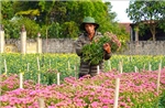 Thủ phủ hoa Quảng Trị tấp nập cung ứng cho vụ Tết