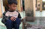 Quảng Trị tiếp nhận cá thể rái cá quý hiếm 