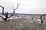 Rừng ngập mặn ở Hà Tĩnh chết khô