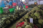 Gỡ nút thắt kiểm nghiệm, thúc đẩy xuất khẩu sầu riêng