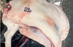 Quyết liệt vào cuộc xử lý sau phản ánh 'lợn ốm, lợn chết vào bàn ăn'