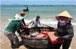 Đà Nẵng: Ngư dân phấn khởi vì trúng đậm vụ khai thác ruốc biển