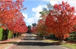 Vẻ đẹp quyến rũ và lay động lòng người của mùa Thu Australia