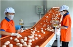 Giá trứng giảm sâu, người chăn nuôi thua lỗ