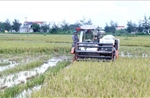 Hưng Yên tăng tốc gặt lúa Xuân trước nguy cơ mưa lớn cực đoan