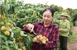Giữ thương hiệu vải thiều bằng chất lượng và xuất khẩu chuyên nghiệp