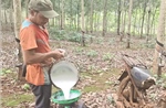 Giá cao su tăng mạnh, nông dân kỳ vọng mùa bội thu