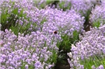 Mùa hoa oải hương (lavender) ở nước Anh