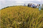 Dấu ấn của nông nghiệp, nông dân, nông thôn Việt Nam sau 40 năm đổi mới