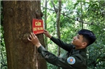 Khoảng trống trong quản lý rừng phòng hộ - Bài cuối