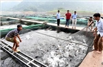 Giảm rủi ro trong nuôi trồng thủy sản trước nguy cơ thời tiết cực đoan