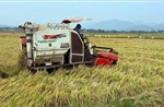 Thúc đẩy chuỗi liên kết sản xuất lúa giống bền vững