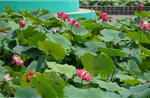 Nhiều giải pháp đưa sản phẩm từ sen đến với người tiêu dùng