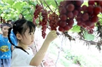 Đánh thức giá trị mới của nông nghiệp trước biến đổi khí hậu