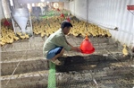 Chủ động phòng, chống nắng nóng cho cây trồng, vật nuôi