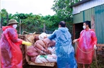 Giám sát, quản lý chặt phòng, chống dịch tả lợn châu Phi 