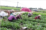 Hơn 51.000 lượt hộ nghèo được vay vốn tín dụng chính sách