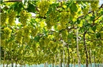 Điều kiện thành lập khu nông nghiệp ứng dụng công nghệ cao