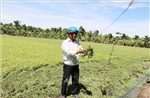 Liên quan hoa màu tại Đồng Tháp bị vàng lá: Ước thiệt hại khoảng 20 tỷ đồng