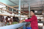 Hướng đi mới trong tái cơ cấu chăn nuôi ở Vĩnh Long 
