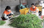 Mở rộng vùng dược liệu, tạo động lực mới cho nông nghiệp Hưng Yên