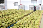 Trái cây Việt trước cơ hội bứt phá tại thị trường tỷ dân