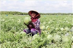 Chuyển đổi cơ cấu thành công với mô hình trồng dưa hấu ven biển