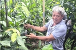 Cây giống tăng giá, hút hàng mùa chính vụ