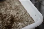 Cảnh báo dịch sốt xuất huyết do El Nino và biến thể virus mới