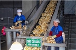 Tìm hướng phát triển bền vững ngành chế biến tinh bột sắn