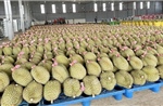 Trung Quốc phê duyệt 140 mã số vùng trồng cho sầu riêng Đắk Lắk