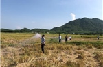 Cấp bách bảo vệ chim yến