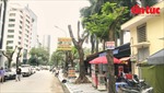 Loạt cây xanh ở Hà Nội bị cắt trơ trụi thành nơi treo biển quảng cáo