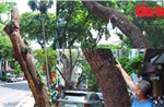Hà Nội: Tình trạng cây xanh chết khô, ‘mòn mỏi’ chờ thay thế
