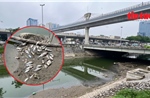 Sông Tô Lịch cạn thấy đáy, xác cá chết bốc mùi