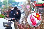 Chợ hoa Quảng Bá ngập tràn sắc xuân, người dân Hà Nội nô nức ghé thăm