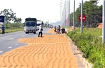 Phơi thóc, rơm rạ chiếm lòng đường gây tai nạn có thể bị xử lý hình sự