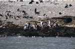 Cuộc chiến bảo tồn chim cánh cụt châu Phi