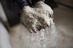Thị trường nông sản thế giới tuần qua: Giá gạo Ấn Độ tăng lên mức cao nhất trong 3 tháng