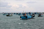 Bình Thuận chấm dứt khai thác hải sản bất hợp pháp