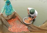Làng cá chép đỏ Thủy Trầm vào vụ Tết