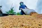 Tăng giá trị để phụ phẩm lúa gạo thành mặt hàng xuất khẩu chủ lực
